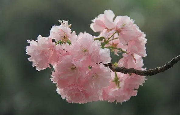 <b>櫻花樹種植管理方法寶典：溫度調控、光照管理與水分平衡打造理夢幻花園</b>