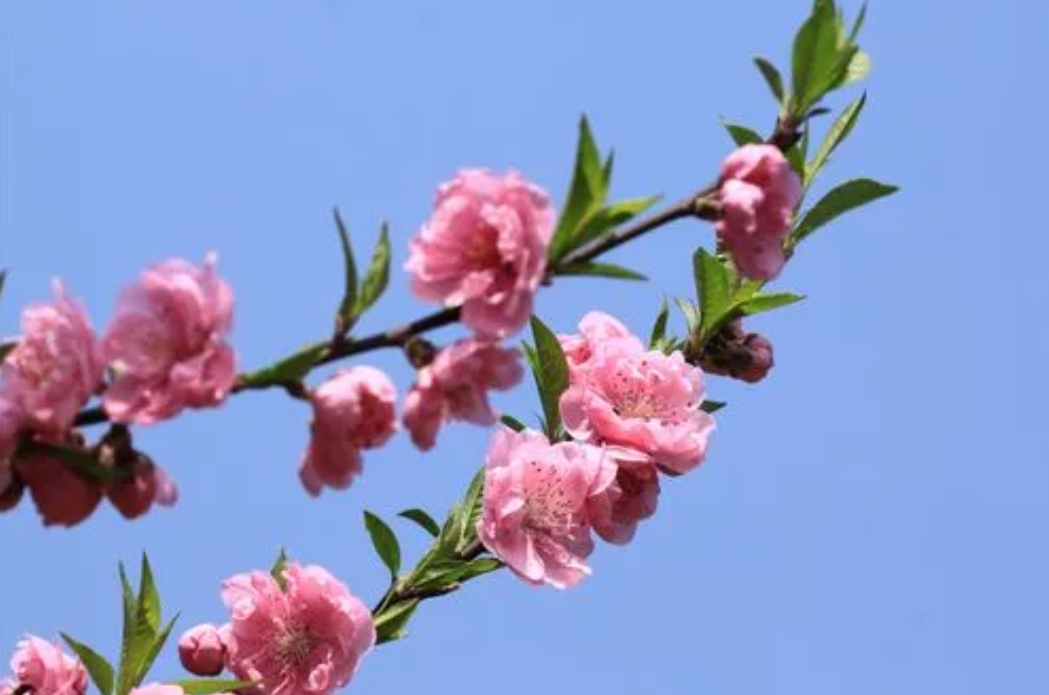 <b>桃花代表什麼生肖之謎：探索桃花在十二生肖中的獨特地位與文化寓意</b>