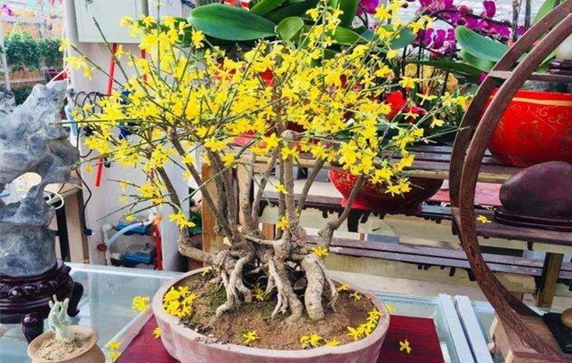 <b>迎春花養殖方法秘籍：輕鬆打造春日滿園美景！</b>