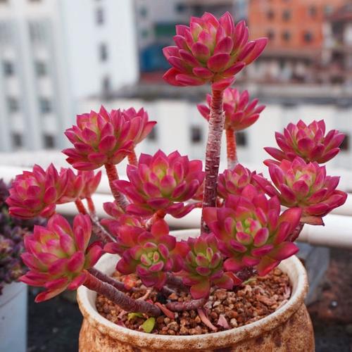 紅稚蓮養紅攻略:打造絢爛變紅色彩的觀賞佳品,揭秘其葉片變紅的養護技巧