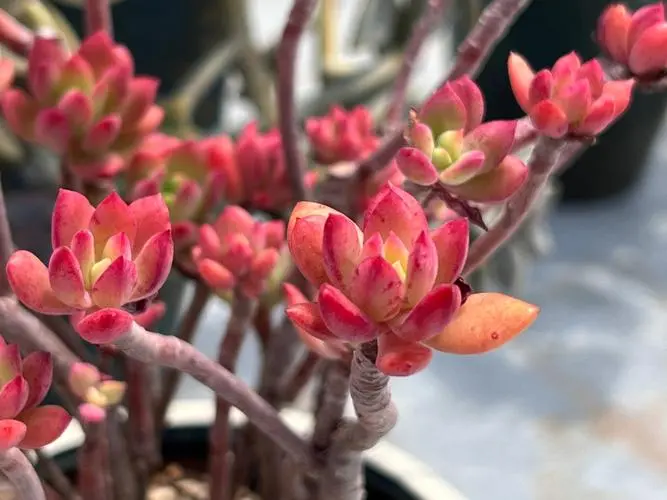 紅稚蓮養紅攻略:打造絢爛變紅色彩的觀賞佳品,揭秘其葉片變紅的養護技巧