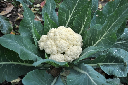 <b>菜花是什麼植物長出來的？探究這朵蔬菜之花的植物學真相</b>