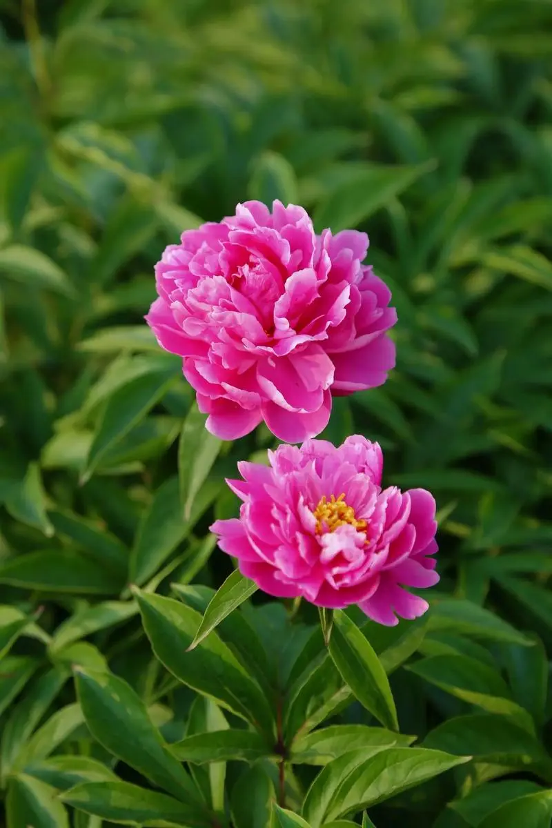 芍藥花綻放開花時間揭秘：靜靜的欣賞春日裏的絕美時光
