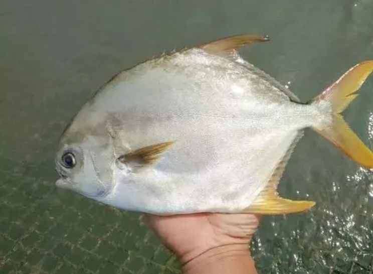 <b>金鯧魚養殖技術要點與日常管理細節-從苗種到成品魚</b>
