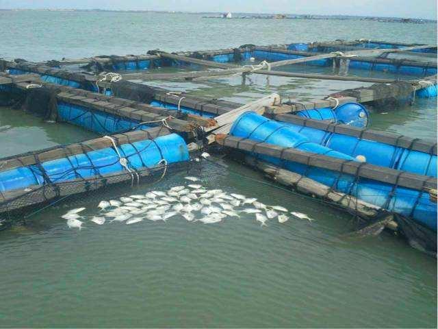 金鯧魚養殖技術要點與日常管理細節-從苗種到成品魚