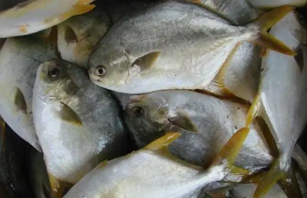 金鯧魚養殖技術要點與日常管理細節-從苗種到成品魚