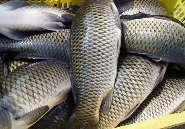<b>淡水魚類常見病症的早期預警與防治方法，讓漁業養殖無憂</b>