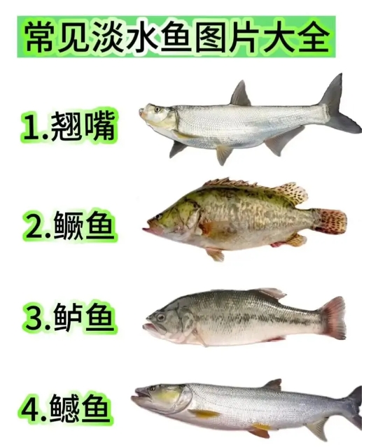 淡水魚類常見病症的早期預警與防治方法,讓漁業養殖無憂