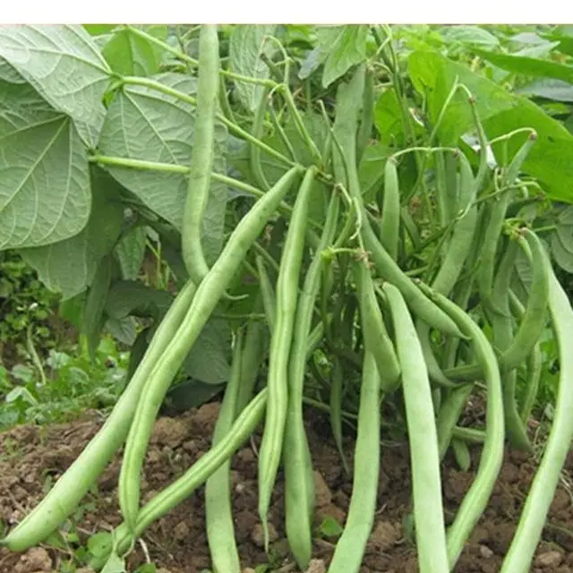 四季豆是一年四季都有的嗎?探索其全年供應的種植與市場機製