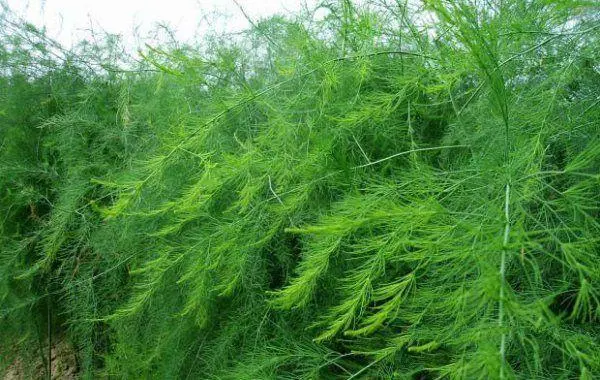 蘆筍喜陽還是喜陰?科學解析其光照偏好與生長習性
