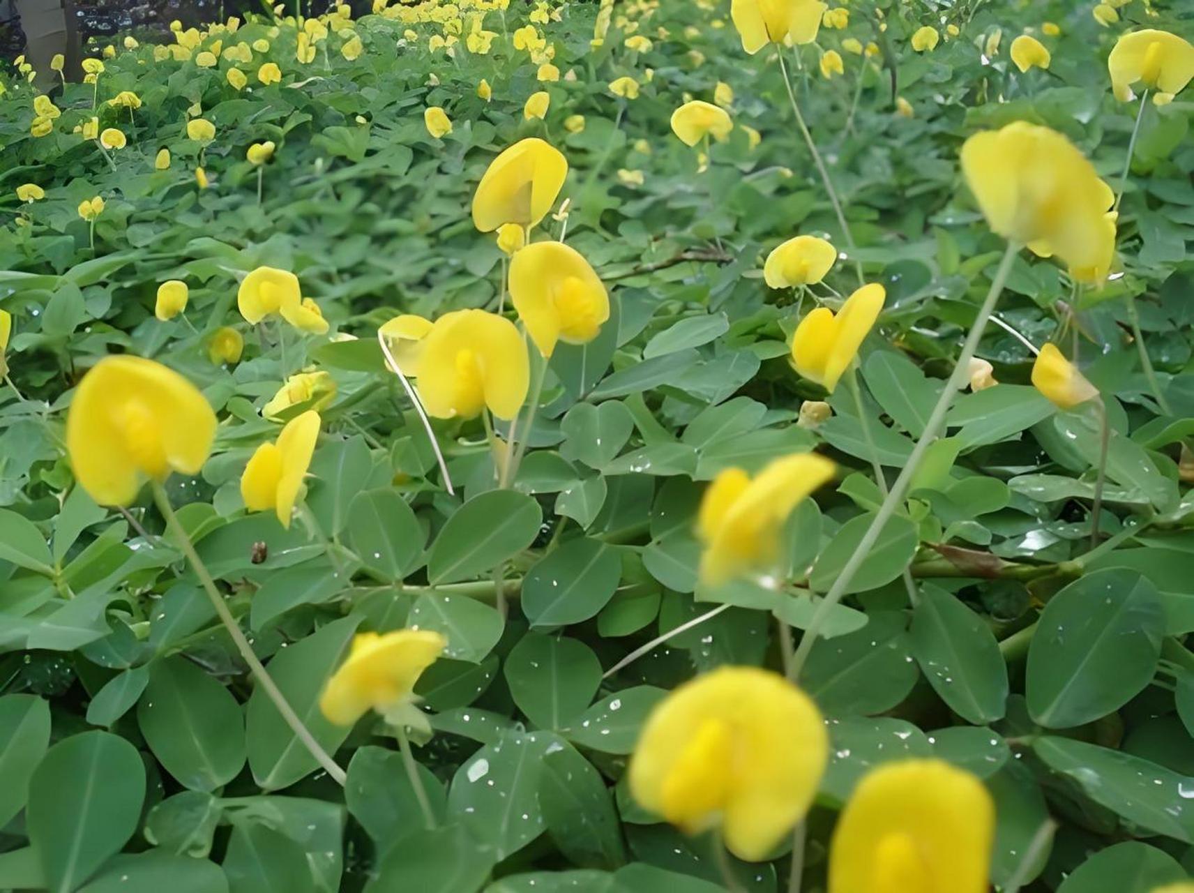 花生為何上開花下結果?從花粉傳播到地下果實發育,探索其生長奧秘