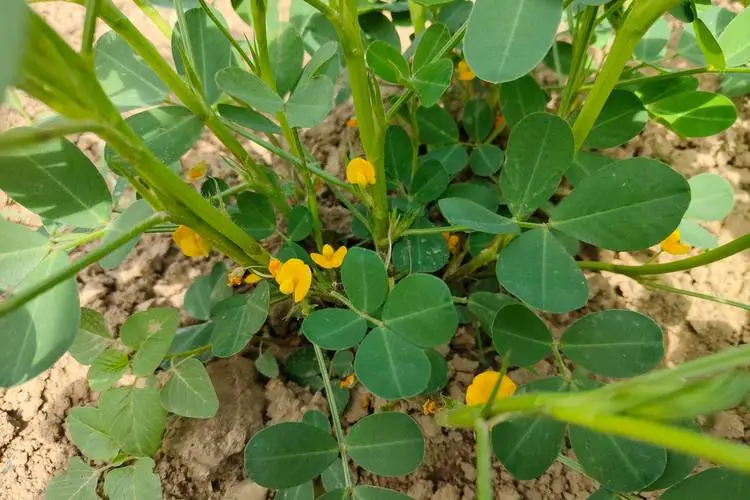 花生為何上開花下結果?從花粉傳播到地下果實發育,探索其生長奧秘