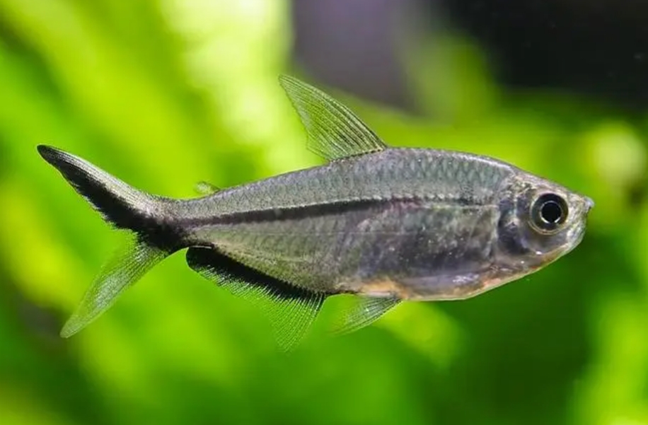 <b>魚類肝膽綜合症症狀識別與特效治療方法，守護水產漁業養殖健康效益</b>
