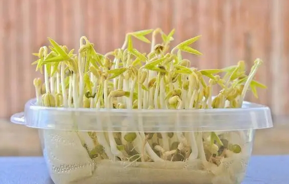 <b>綠豆芽怎麼發豆芽的步驟全程指南，享受自家輕鬆培育新鮮豆芽</b>