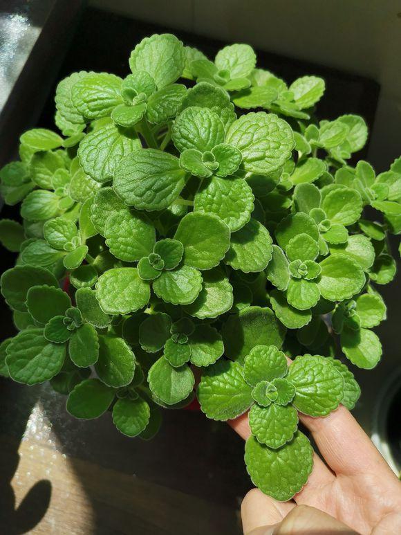 碰碰香養護秘籍:打造滿室芬芳的綠色小天地