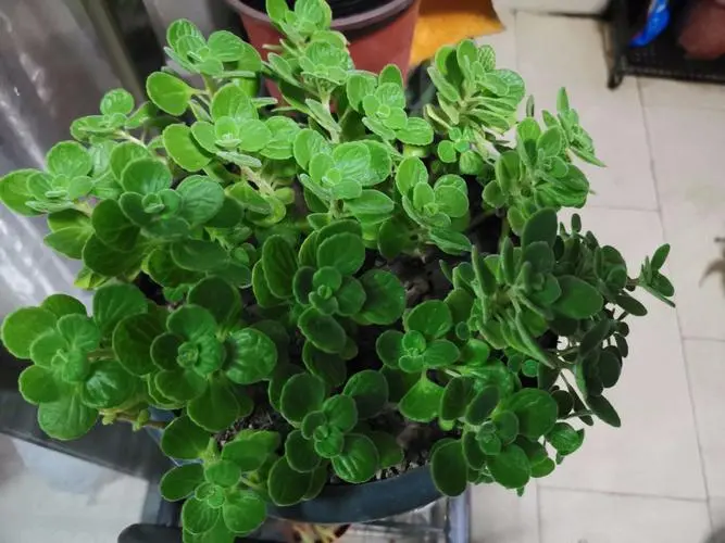 碰碰香養護秘籍:打造滿室芬芳的綠色小天地