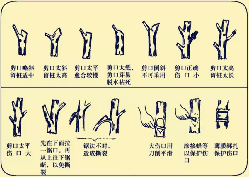 臍橙樹怎麼修枝剪枝方法,通過科學修剪,促進健康生長與豐產