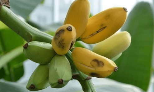 <strong>芭蕉樹的果實能吃嗎？美味與營養並存的熱帶自然風味饋贈</strong>