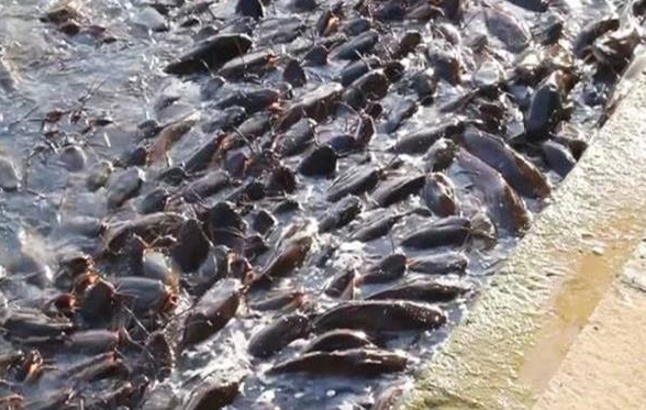 <b>魚塘慘劇：四大元凶致魚種越冬死亡難逃厄運</b>