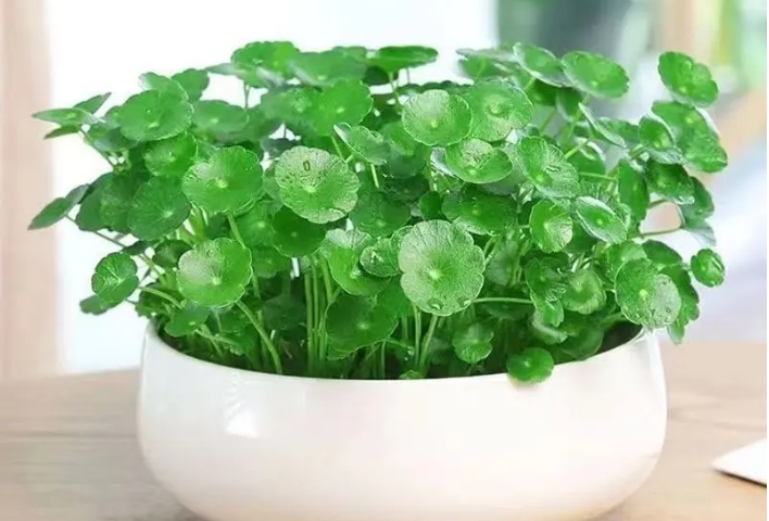 <b>銅錢草水培養殖方法與技巧：快速掌握輕鬆養出健康植株</b>