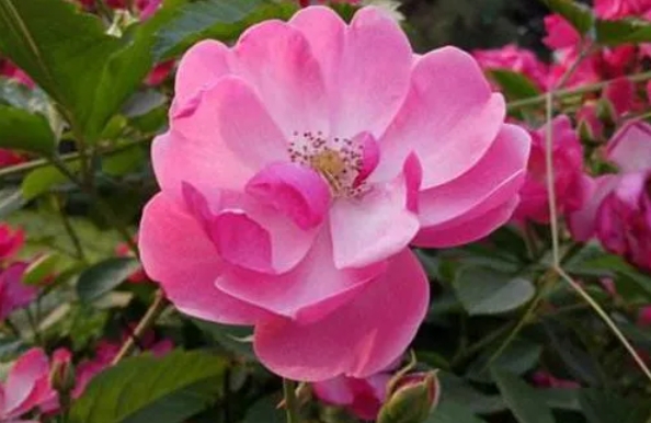 荷花薔薇月季花大比拚：綻放春日的花海奇跡
