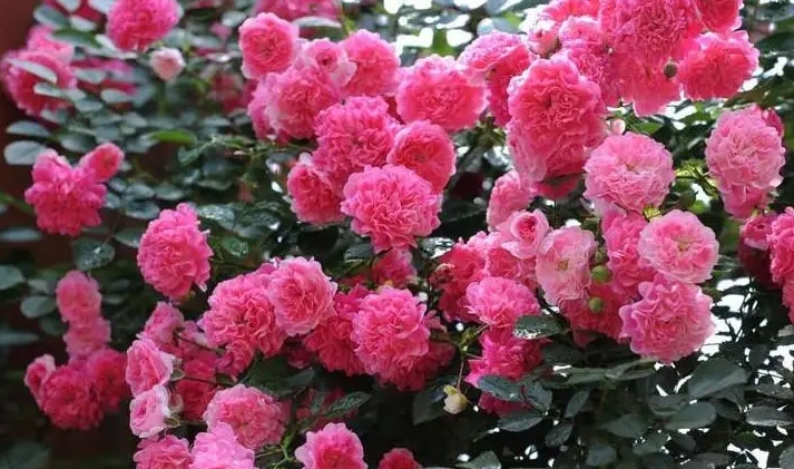 荷花薔薇月季花大比拚：綻放春日的花海奇跡