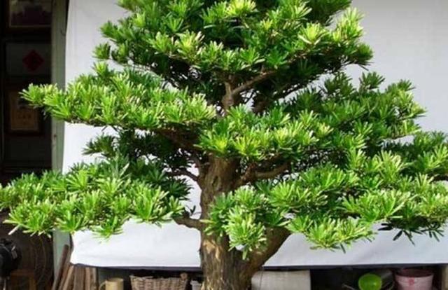 家居風水新視角：羅漢鬆的吉祥寓意與風水擺放禁忌