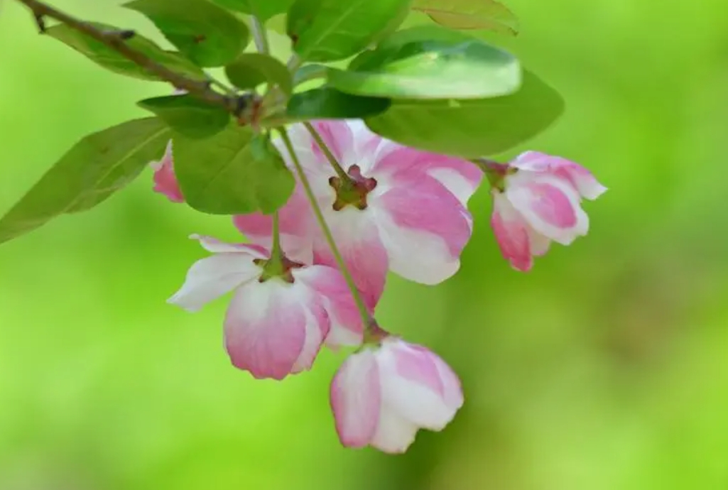<b>綠意盎然，花開不敗：海棠花扡插繁殖方法攻略</b>