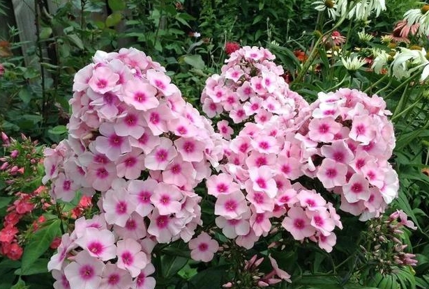 <b>探尋福祿考花之名來由：緣起何處，寓意深遠</b>