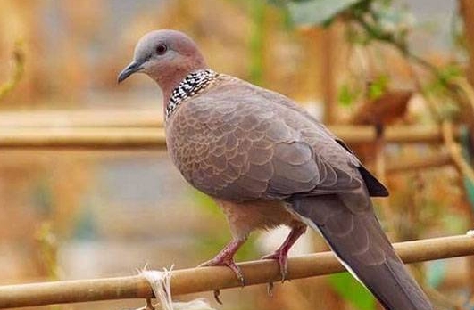 <b>斑鳩養殖新紀元：揭秘高效人工養殖技術與管理方法秘籍，引領致富新潮流</b>