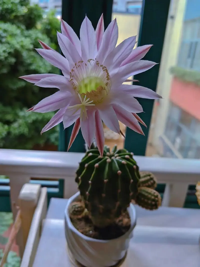 仙人球開花周期大起底:何時綻放,驚豔你的陽台時光?