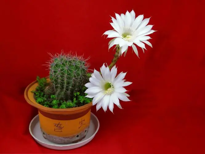 仙人球開花周期大起底:何時綻放,驚豔你的陽台時光?