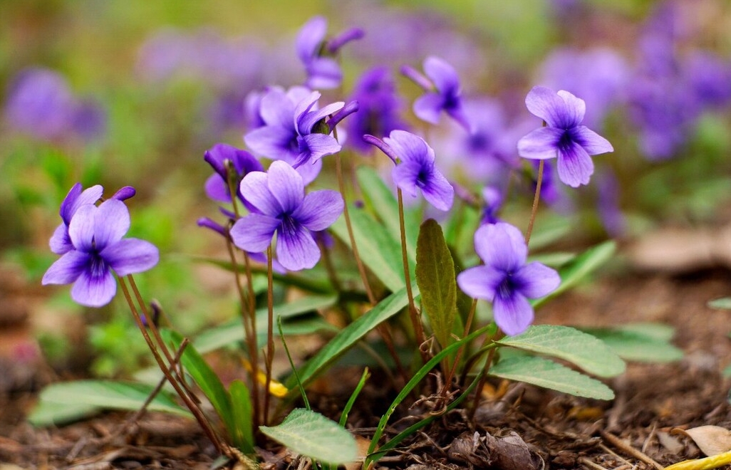 <b>錯過等一年！紫花地丁種植黃金時間搭配科學種植法，花開滿園不是夢</b>