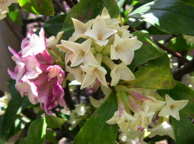 一花一世界，一香一傳奇——深入探索瑞香花的芬芳之源！