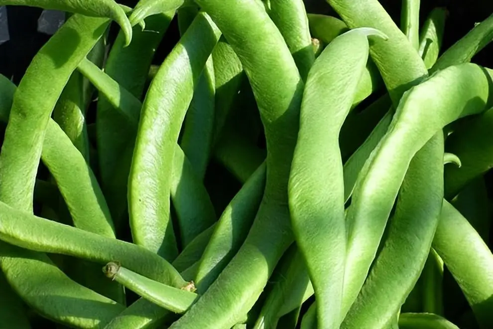 芸豆不熟會中毒嗎?安全食用芸豆營養美味兩不誤
