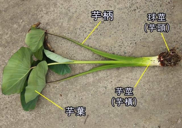 芋頭屬於根還是莖類蔬菜?專家告訴其實它是變態器官類蔬菜!
