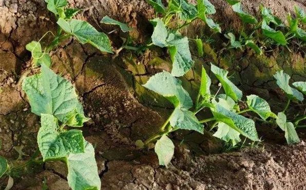 <b>黃瓜苗剛移栽種植就得病怎麼辦，緊急應對策略，守護黃瓜苗健康成長！</b>