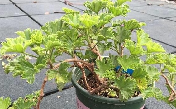 天竺葵幾月份修剪合適，按季節修剪，陽台花開不敗的秘密