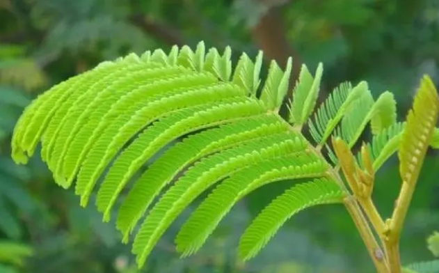 <b>夜幕下的秘密-含羞草為何夜晚會閉葉？揭秘含羞草的神奇現象！</b>