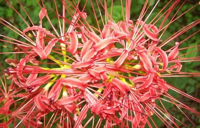 <b>彼岸花開彼岸時，彼岸花最佳移栽時間助你輕鬆打造神秘花園！</b>