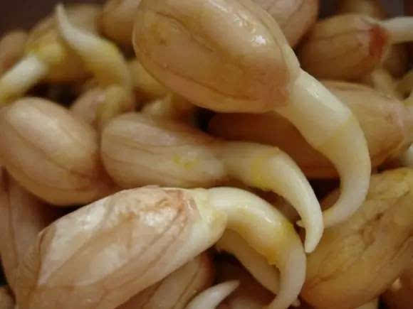 發芽的花生竟成健康新寵,你還在浪費這天然營養源嗎?