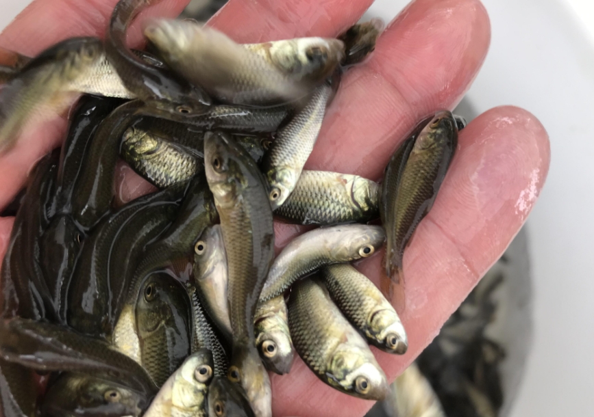 <b>淡水魚育苗黑科技：基因選育技術+生態模擬方法，培育優質魚苗引領產業升級</b>