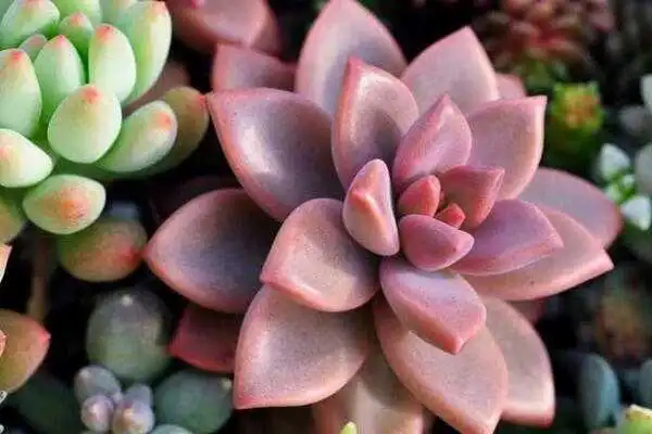 綠植界的顏值擔當：掌握這些寶石花養護技巧方法，輕鬆養出驚豔美！