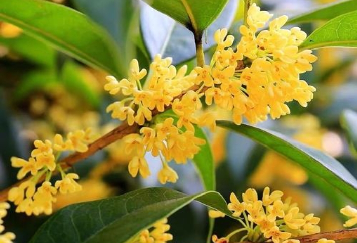 <b>桂花什麼時候開花？絕對不能錯過的桂花金秋盛宴香滿園</b>