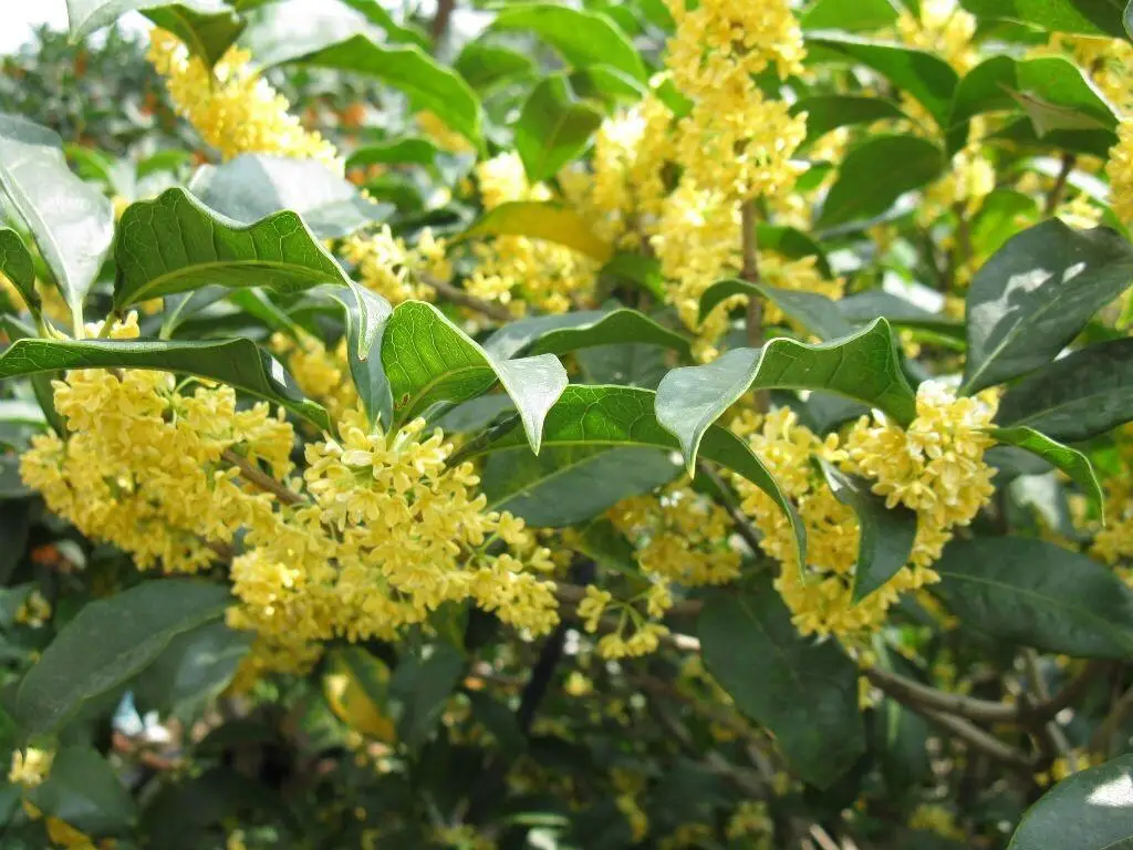 桂花什麼時候開花?絕對不能錯過的桂花金秋盛宴香滿園