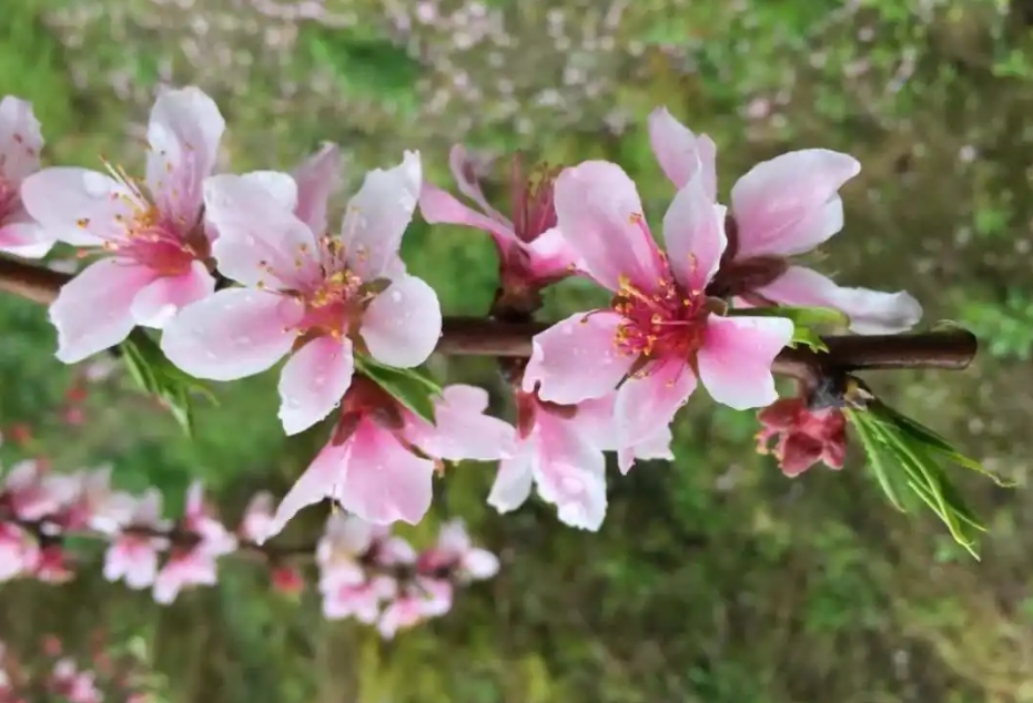 <b>春日花語新發現：桃花是單花芽還是複花芽之謎，解開自然密碼</b>