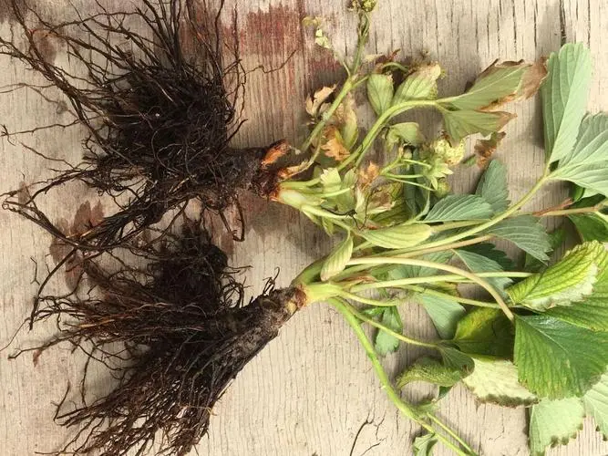 草莓種植秘籍:草莓爛根原因防治攻略,助你種出甜美果實