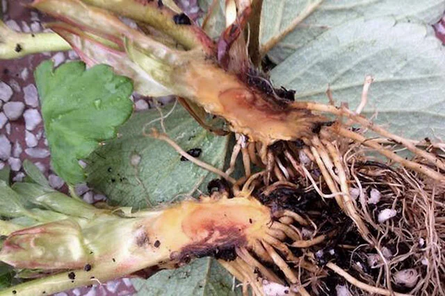 草莓種植秘籍:草莓爛根原因防治攻略,助你種出甜美果實