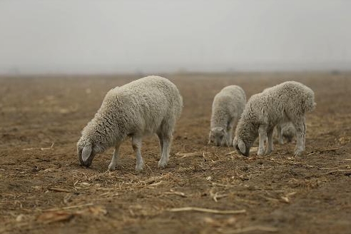 <b>綠色養殖新發現：蕎麥秸稈變身羊飼料環保又高效！</b>