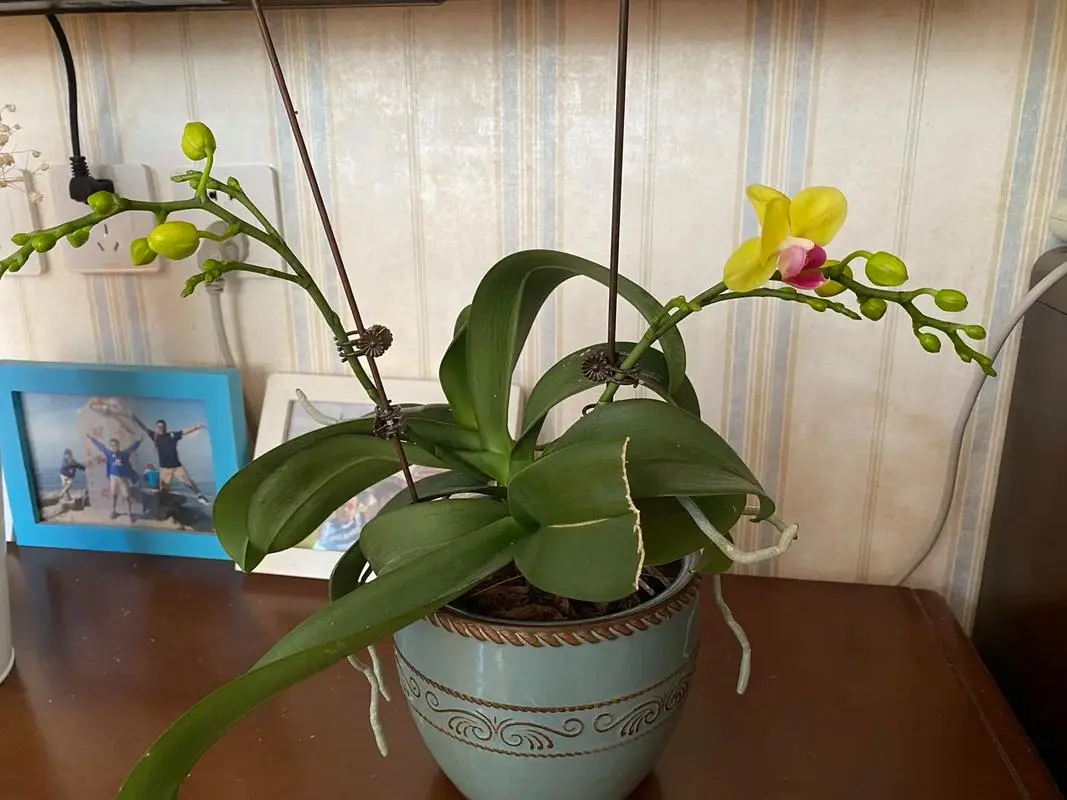 蝴蝶蘭開花加速器!一鍵解鎖蝴蝶蘭快速開花養護法,讓美麗不再等待!